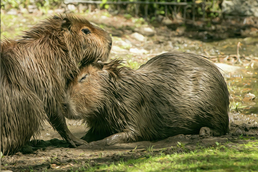 Capybara Couple Hug Mixed Media by Kelley Burnes - Fine Art America