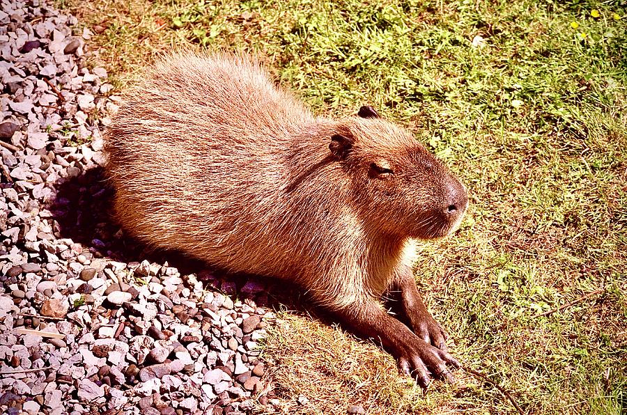 Capybara Photograph by Gordon James