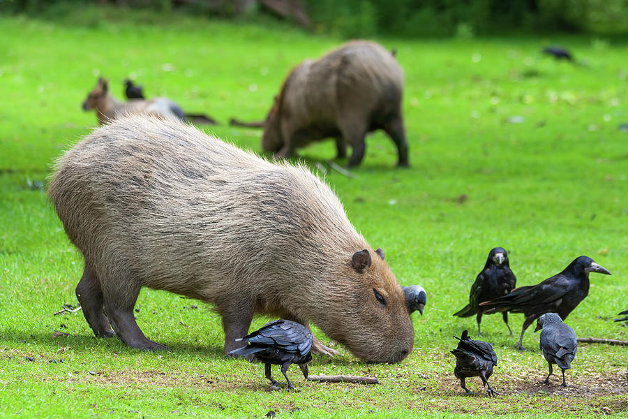Capybara Grazing In Meadow With Birds Photograph by Artur Bogacki