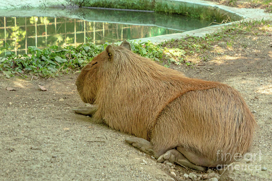 Prints of Digital illustration of Capybara (Hydrochoerus