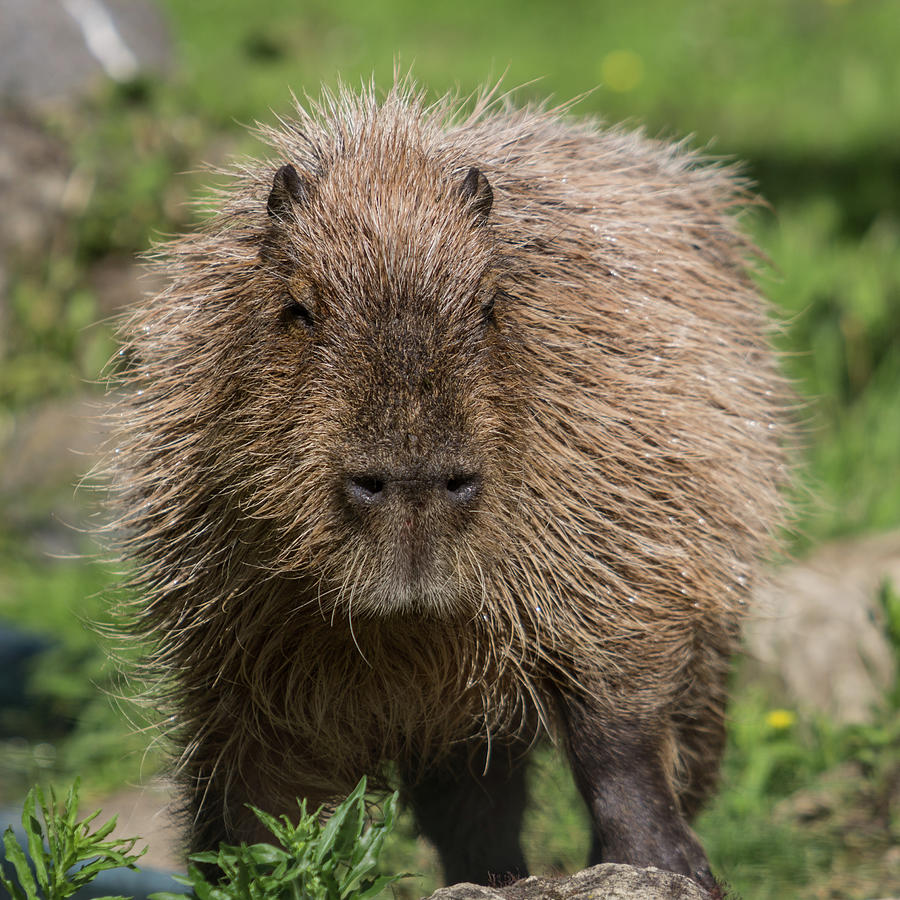 Capybara Photograph by Imelda Bell - Fine Art America