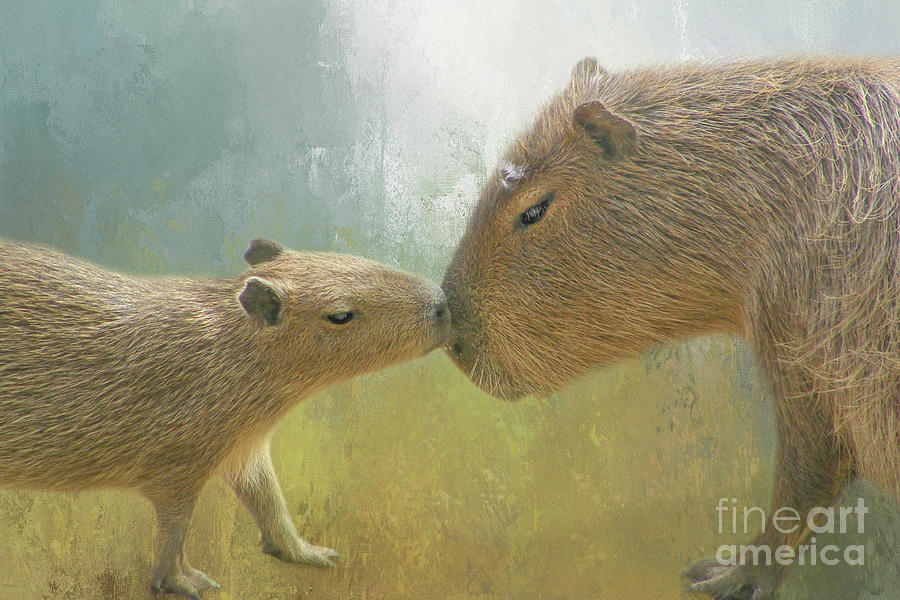 Capybara Kiss 05 Photograph By Elisabeth Lucas Pixels