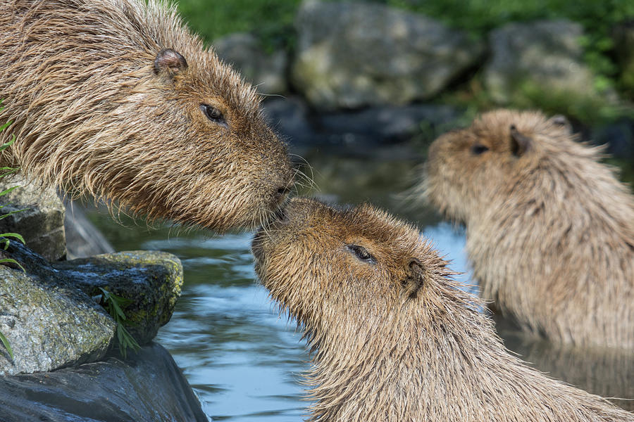 Capybara Kisses Photograph by Imelda Bell - Fine Art America