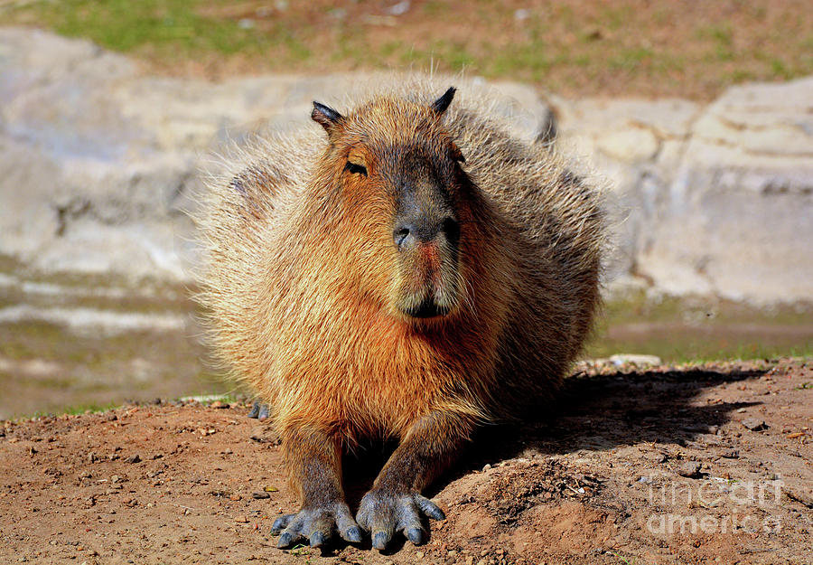 Capybara Photograph