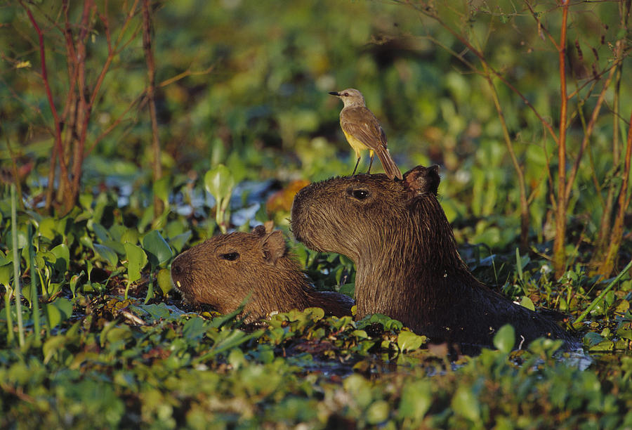 Capybaras and Cattle Tyrant Photograph by Theo Allofs