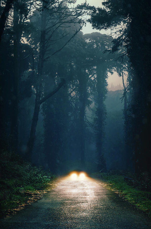 Car Headlights in the Woods Photograph by Carlos Caetano
