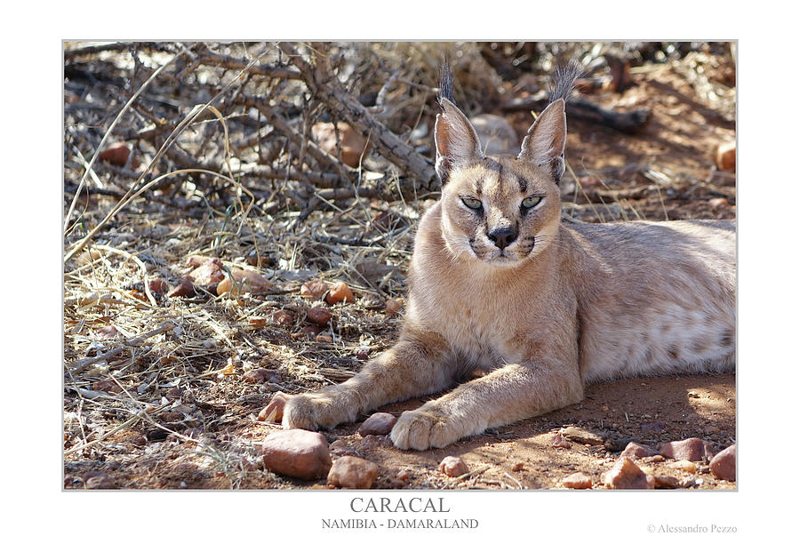 Caracal Photograph by Alessandro Pezzo