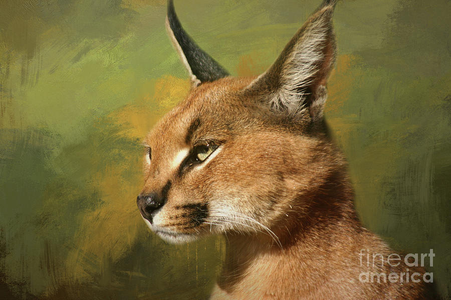 Wildlife Digital Art - Caracal Portrait Two by Elisabeth Lucas