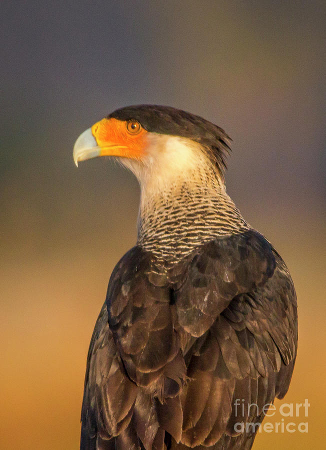 Caracara Over Shoulder Look Photograph by Tom Claud