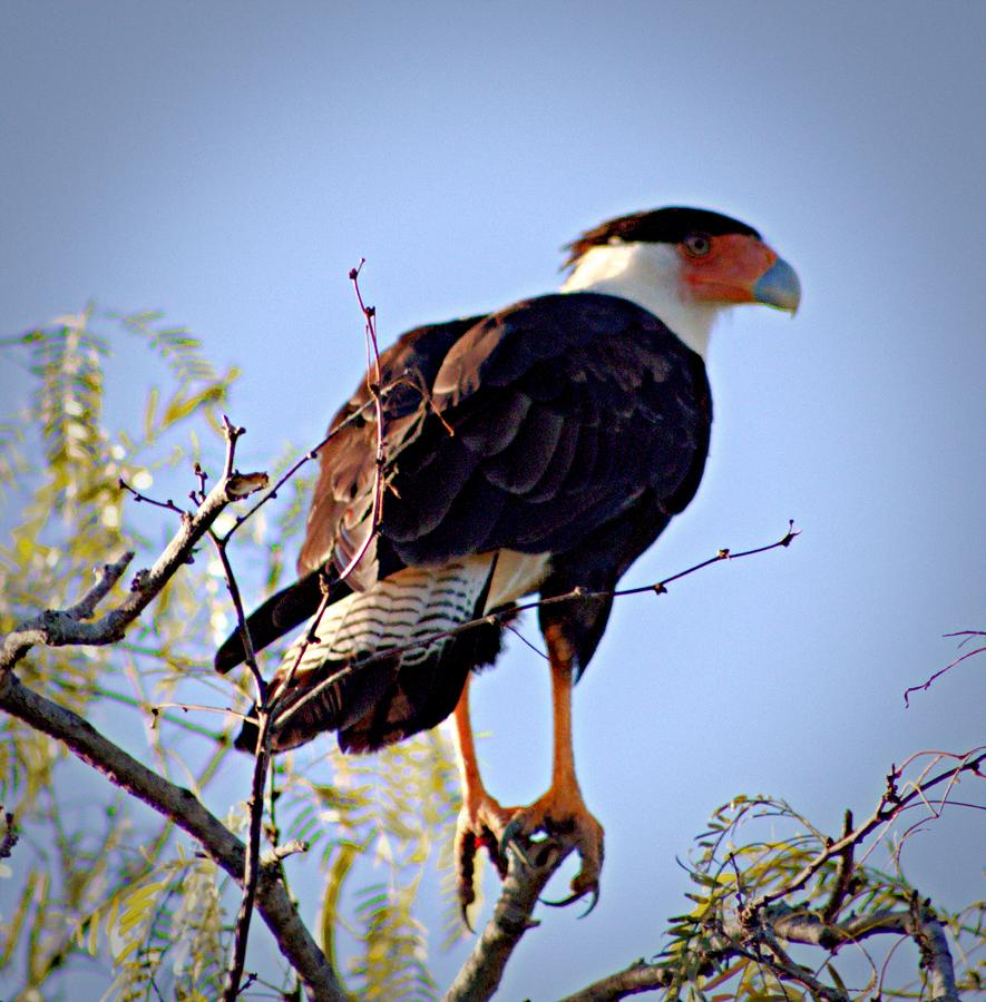 CaraCara Tree Top Photograph by Charlene Adler - Fine Art America