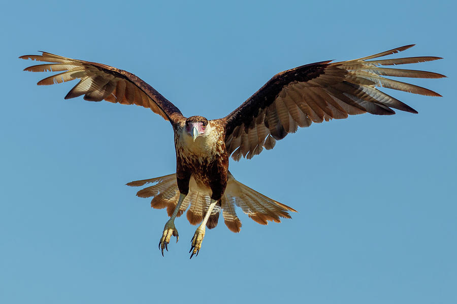 Caracara With Wings Spread Photograph