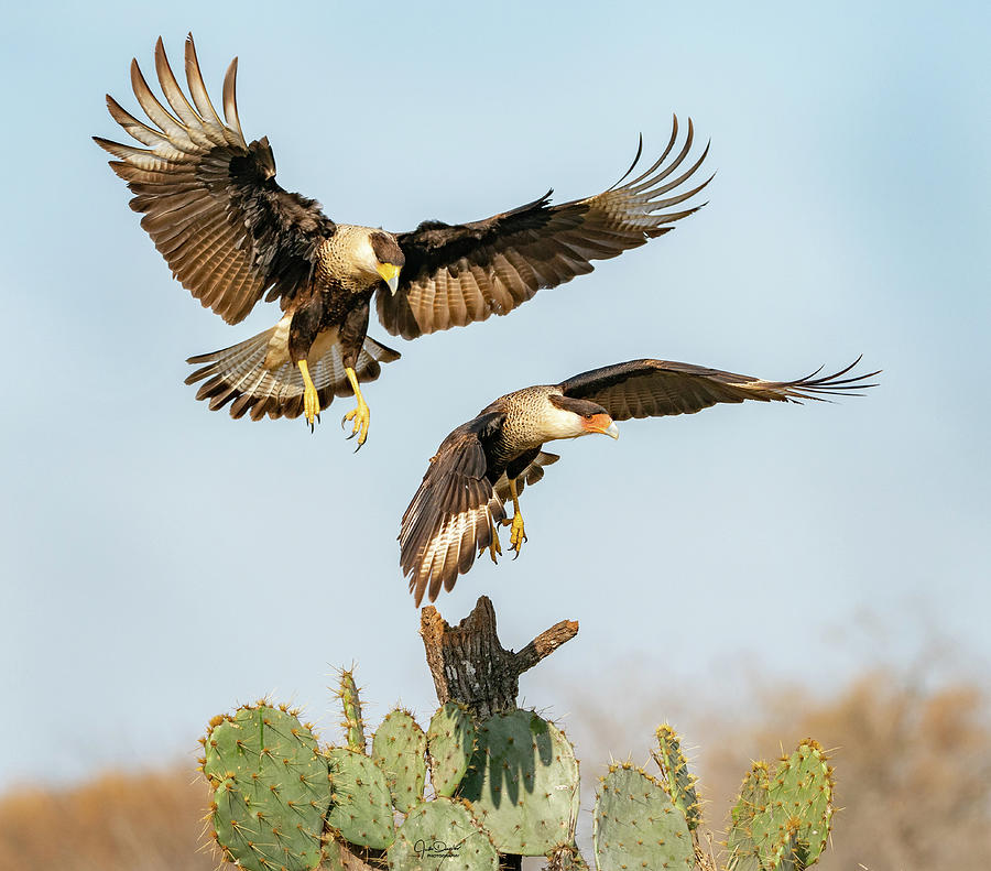 Caracaras fighting over perch Photograph by Judi Dressler