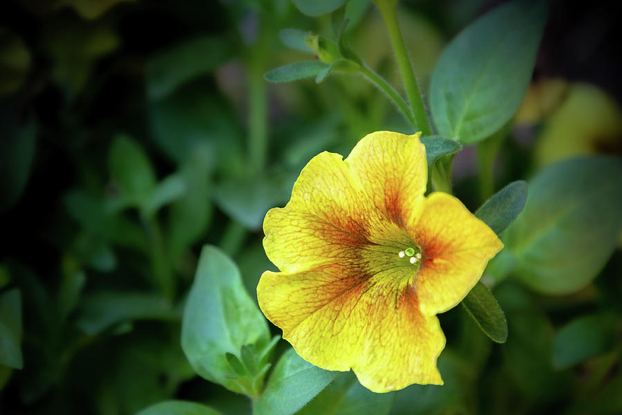 Caramel Yellow Petunia Photograph by Robert Carter