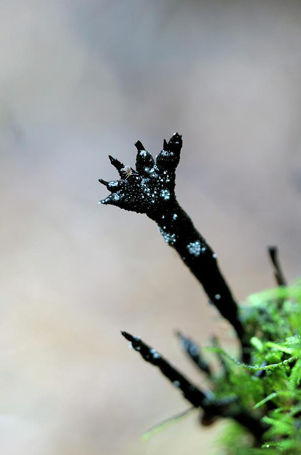Carbon Antlers, Xylaria hypoxylon Photograph by Kevin Oke