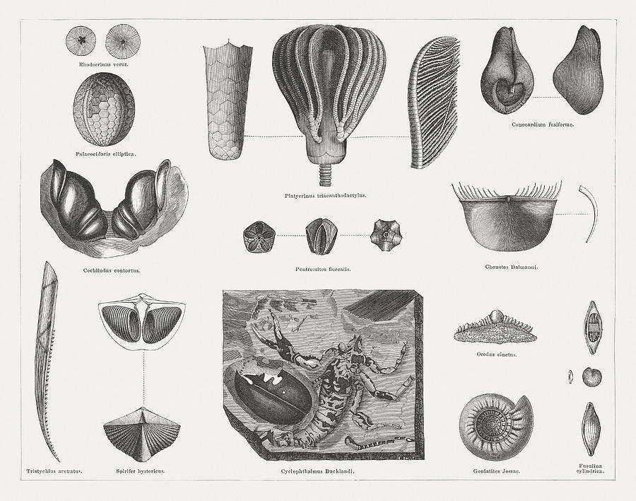 Carboniferous fossils, wood engravings, published in 1878 Drawing by Zu_09