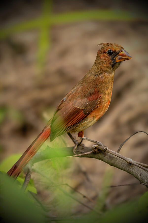 Card0455 Photograph by RD Allen