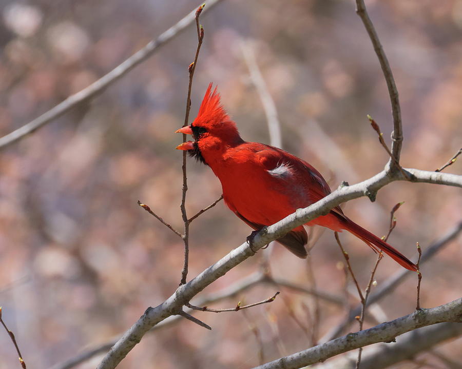 Cardinal 0380 Photograph by John Moyer