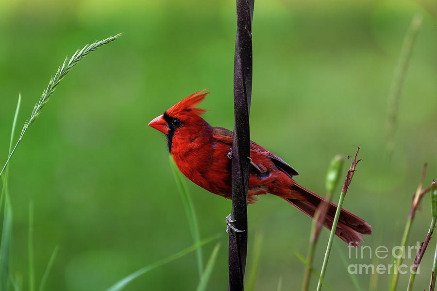 Cardinal #1 Photograph by Jarrod Erbe