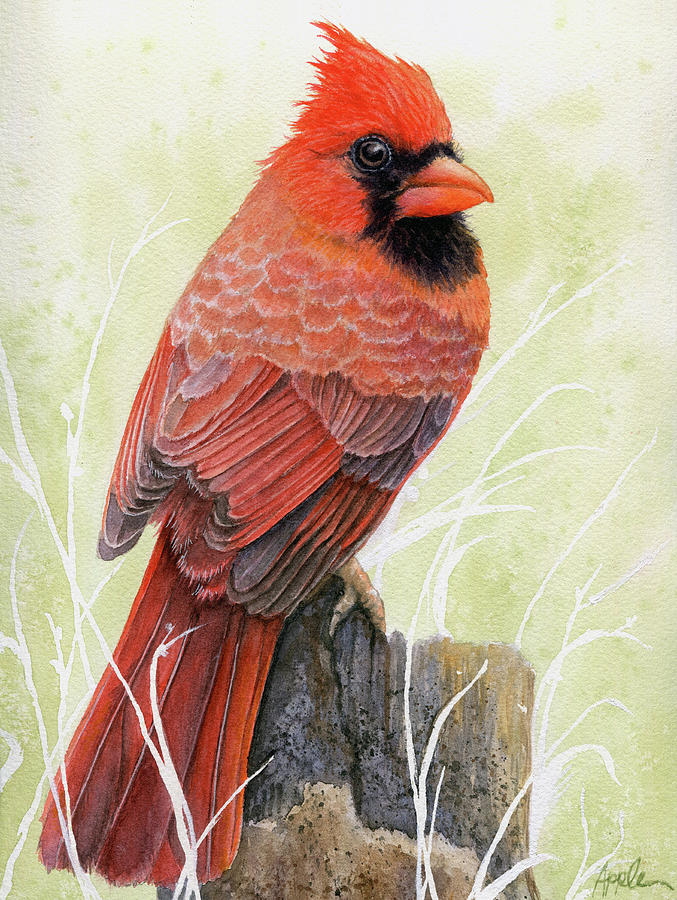 Cardinal 1 Painting by Linda Apple
