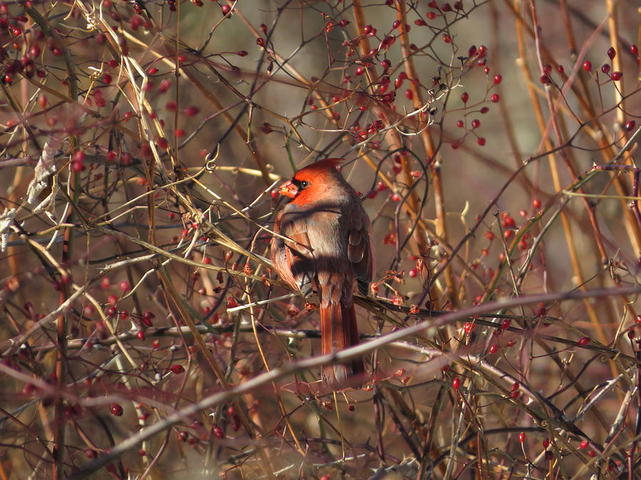 Cardinal - #11264 Photograph by StormBringer Photography