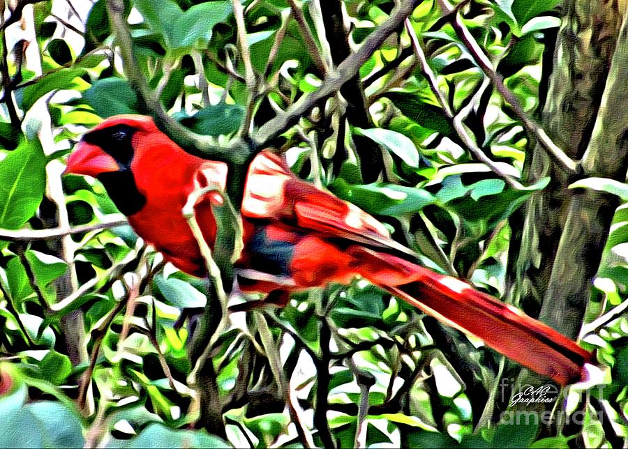 Cardinal 2 Digital Art by CAC Graphics