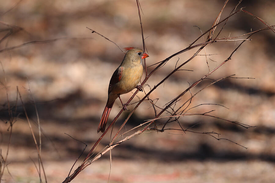 Cardinal 2779 Photograph