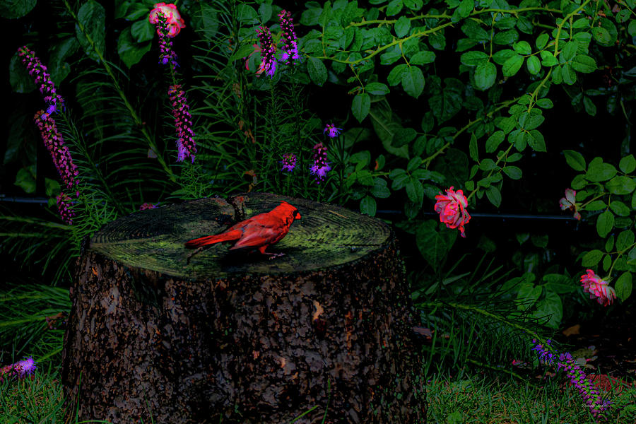 Cardinal #4 Photograph by Diane Lindon Coy
