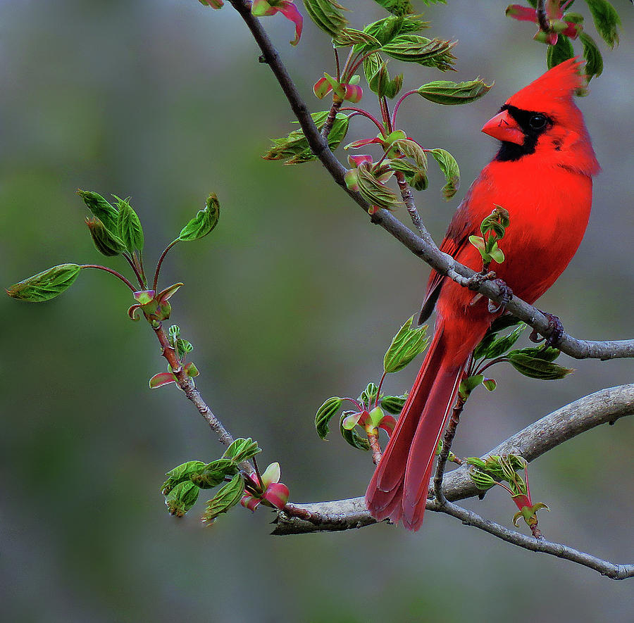 Cardinal A Visitor from Heaven Photograph by Rebecca Grzenda