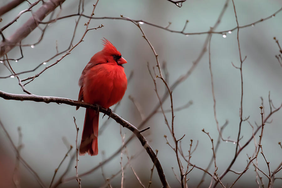 Cardinal After Rain Photograph by Mindy Musick King