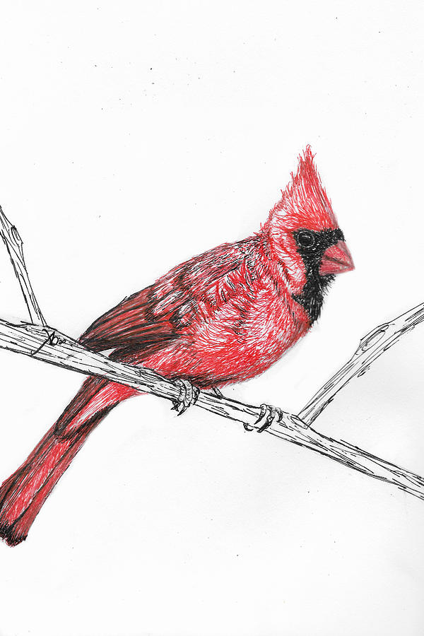 Cardinal Drawing by Alexandria Derhammer - Pixels