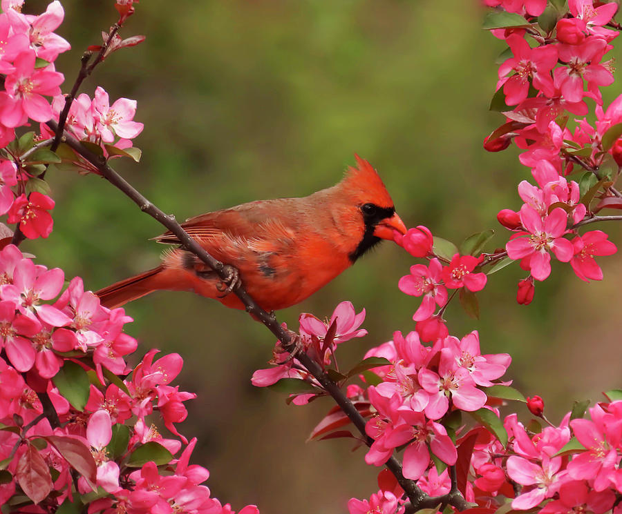 Cardinal Among Crabapple Blossoms Photograph by Rebecca Grzenda
