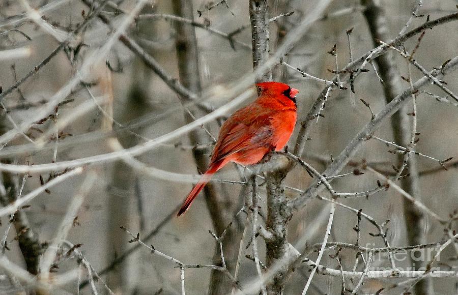 Cardinal Among The Branches Photograph by Hella Buchheim