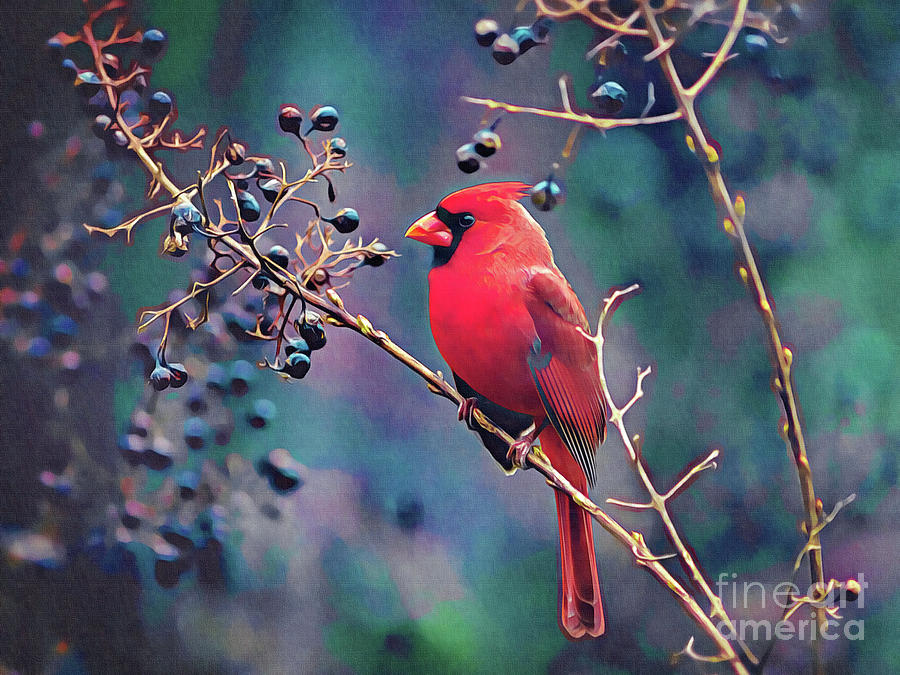 Cardinal and Berries Digital Art by Denise Dundon