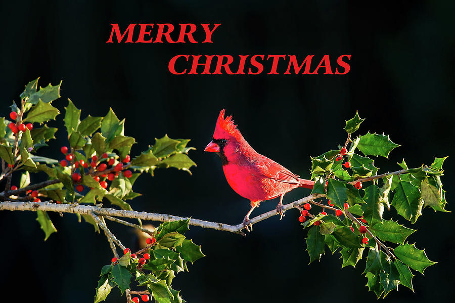 Cardinal And Berries Merry Christmas Photograph by Sandi OReilly
