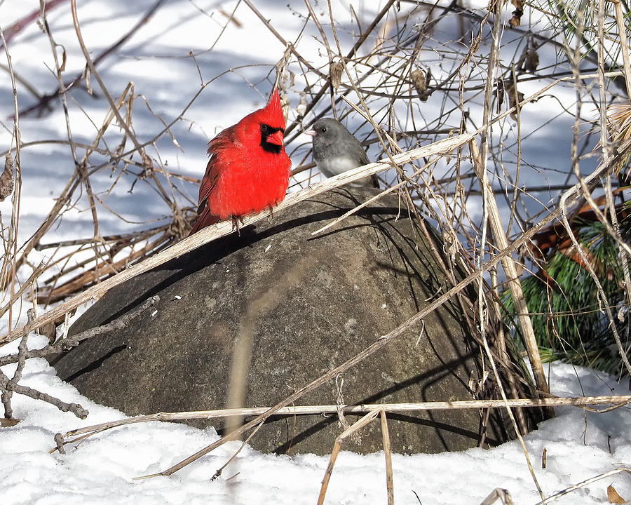 Cardinal and Dark-eyed Junco Photograph by Scott Olsen