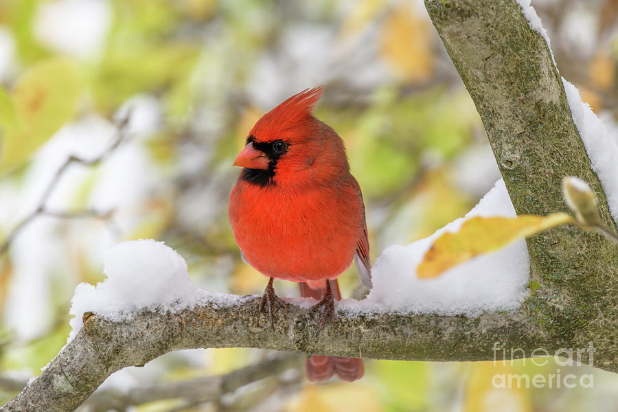 Male Northerb Cardinal - D012471 Photograph by Daniel Dempster