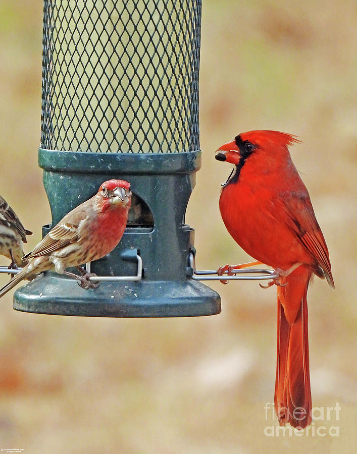 Cardinal And House Finch 85 Photograph by Lizi Beard-Ward