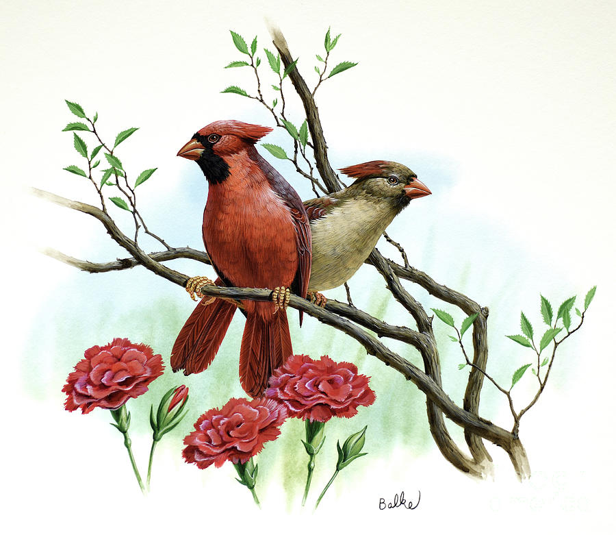 Cardinal And Red Carnation - Ohio Painting by Don Balke