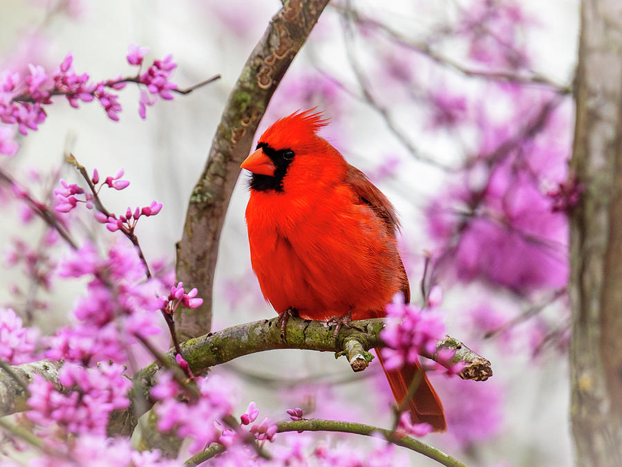 Cardinal and Redbud Blossoms 2 Photograph by Rachel Morrison