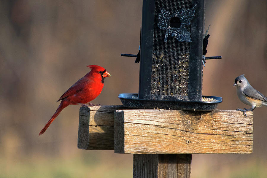 Cardinal and Titmouse Photograph by Steve Stuller