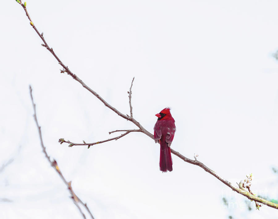 Cardinal Photograph by Andrea Anderegg