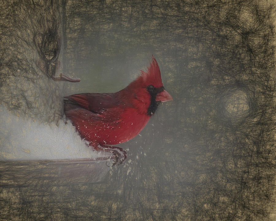 Cardinal Art Photograph by Scott Olsen