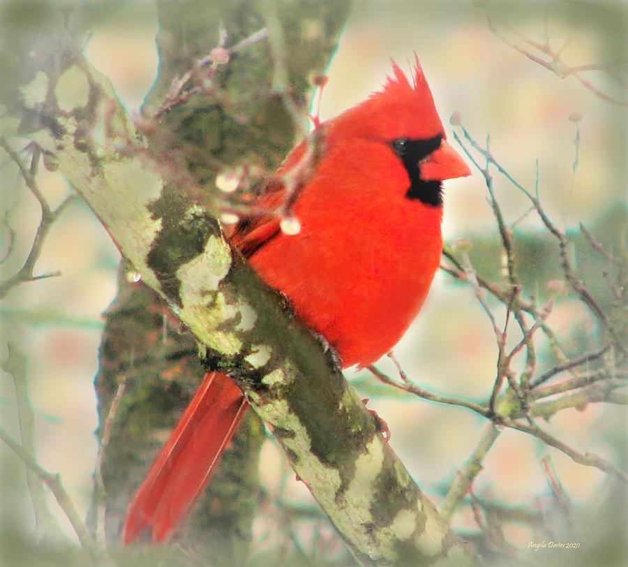 Cardinal at Dawn Photograph by Angela Davies