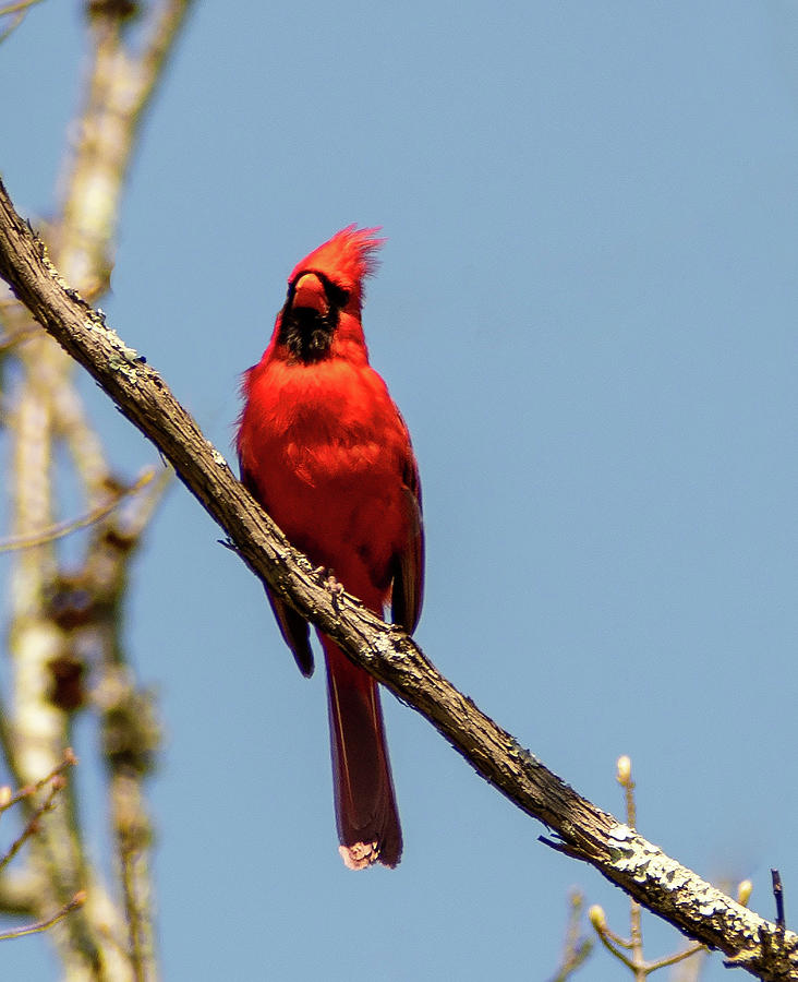 Cardinal at Mountain Lakes Photograph by Steven Richman