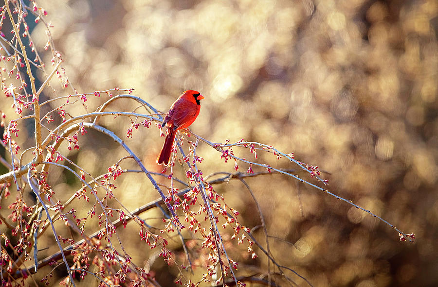 Cardinal at Sunset Photograph by Deborah Penland