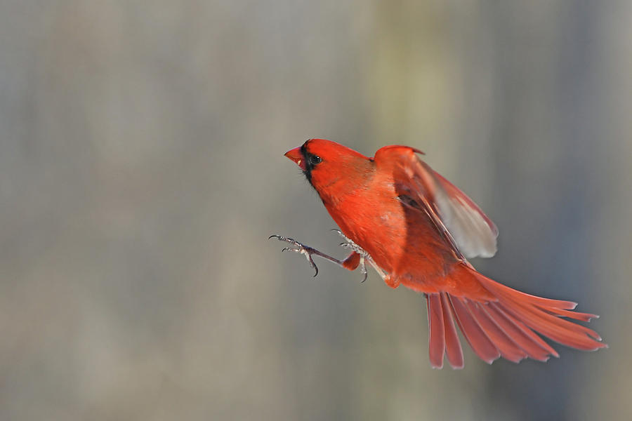 Cardinal attitude Photograph by Asbed Iskedjian - Fine Art America