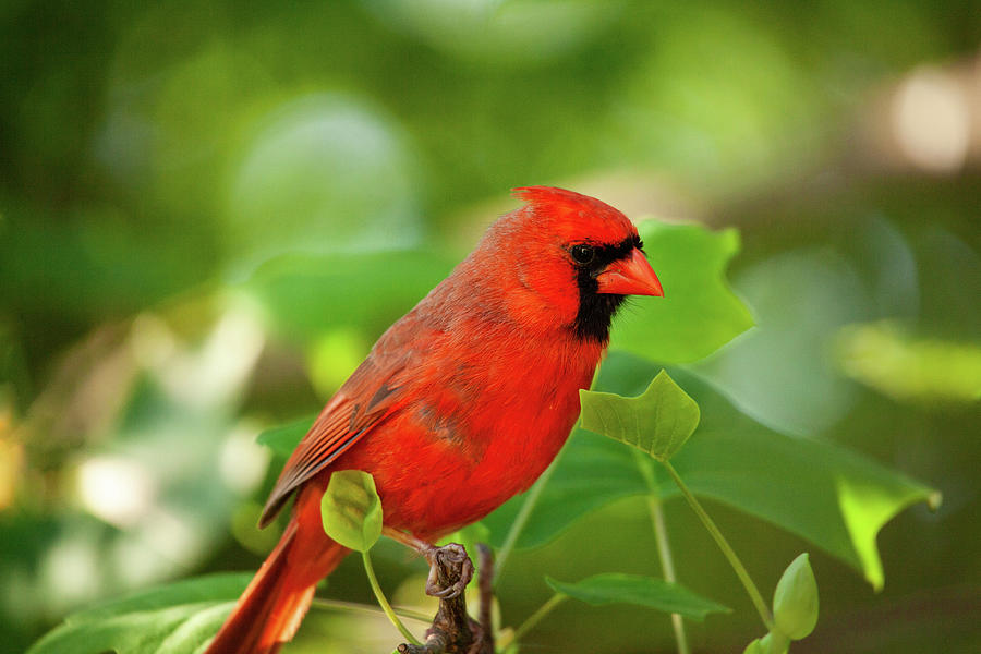 Bird Photograph - Cardinal Beauty by Karol Livote