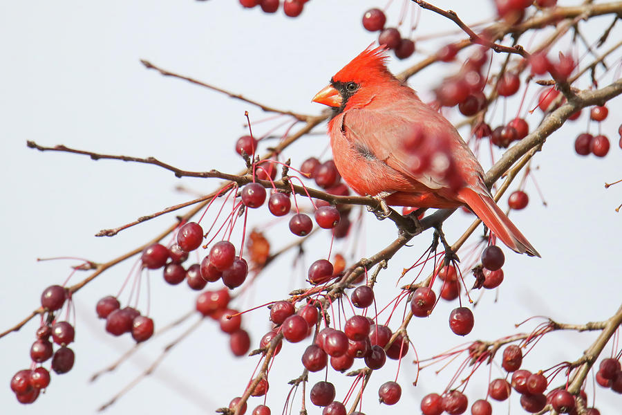 Cardinal Berries Photograph by Brook Burling