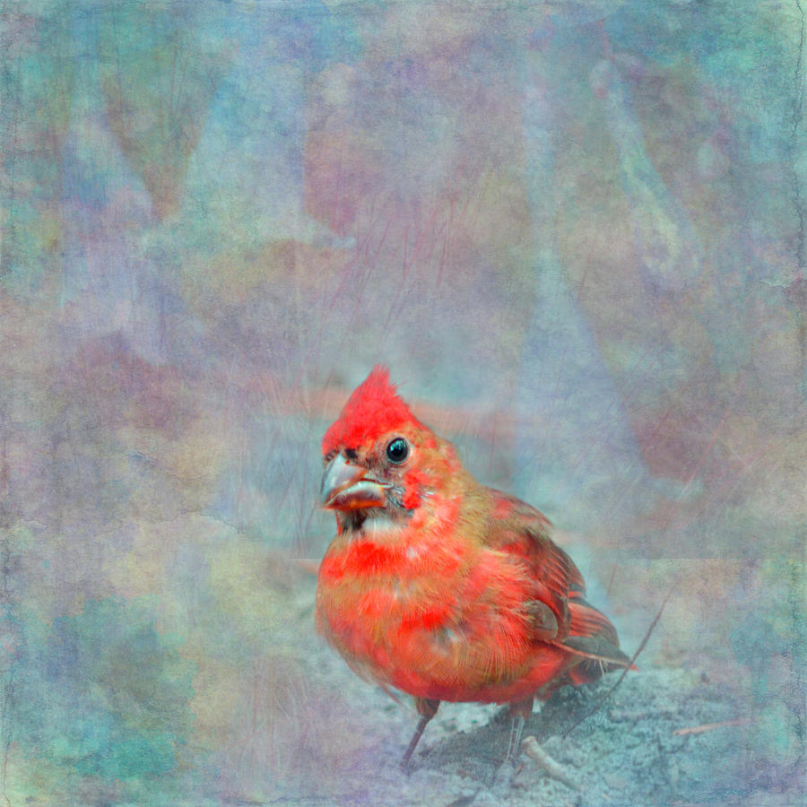 Cardinal Photograph - Cardinal Bird Textured by Aimee L Maher ALM GALLERY