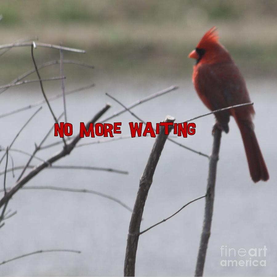 Cardinal Bird Waiting Photograph by Catherine Wilson